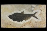 Fossil Fish (Diplomystus) From Wyoming #144209-1